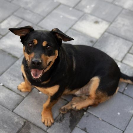 Apartman Ena Belovár Kültér fotó